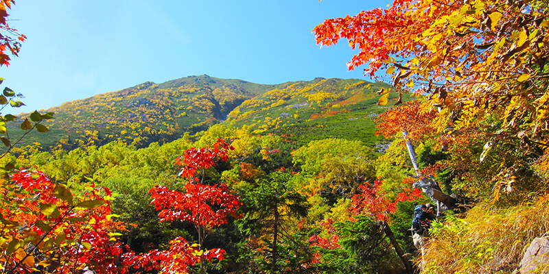 Autumn Guide for Japanese Trees
