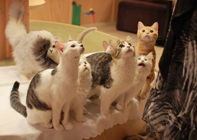 cat cafe