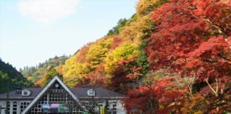 Ultimate Map of Fall Foliage Destinations in Japan Tokyo (5) Ultimate Map of Fall Foliage Destinations in Japan Tokyo (5)