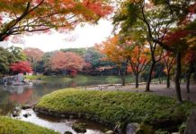 Ultimate Map of Fall Foliage Destinations in Japan Tokyo (3) Koishikawa Korakuen Garden