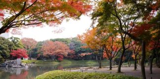 Ultimate Map of Fall Foliage Destinations in Japan Tokyo (3) Koishikawa Korakuen Garden