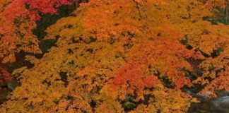 Ultimate Map of Fall Foliage Destinations in Japan : Ibaraki Prefecture Hanazono Gorge in Kita- Ibaraki