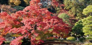 Ultimate Map of Fall Foliage Destinations in Japan Tokyo (2) Ultimate Map of Fall Foliage Destinations in Japan Tokyo (2)
