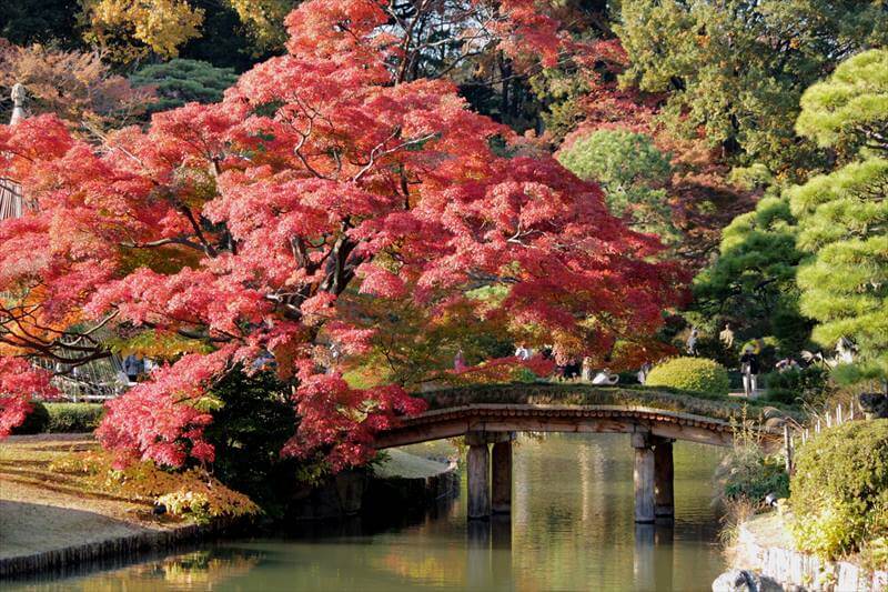 Ultimate Map of Fall Foliage Destinations in Japan Tokyo (2)