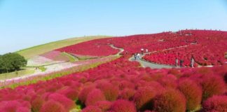 Ultimate Map of Fall Foliage Destinations in Japan : Ibaraki Prefecture (3) Hitachinaka Seaside Park