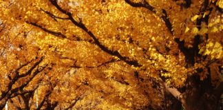 Ultimate Map of Fall Foliage Destinations in Japan Tokyo (4) Road Koshu's Ginkgo Row