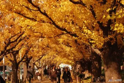 Road Koshu's Ginkgo Row