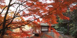 Ultimate Map of Fall Foliage Destinations in Japan Kanagawa Prefecture (4)