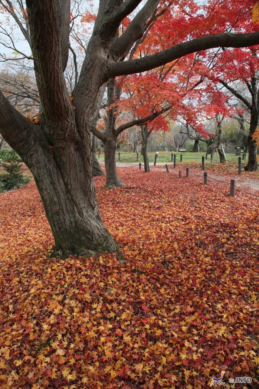 Kyoto Botanical Garden (京都府立植物園) in Kyoto