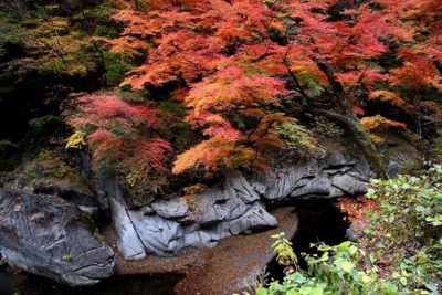 Fall foliage in Saitama
