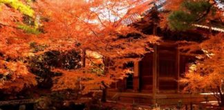 Ultimate Map of Fall Foliage Destinations in Japan : Kyoto (9) Genko-an Temple in Kyoto