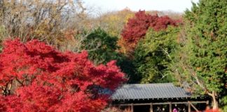 Ultimate Map of Fall Foliage Destinations in Japan : Kyoto (8) Tofuku-ji Temple in Kyoto