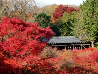 Tofuku-ji Temple in Kyoto