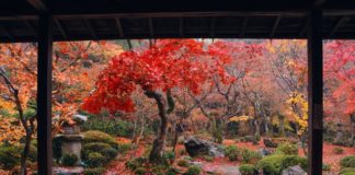 Ultimate Map of Fall Foliage Destinations in Japan : Kyoto (10)