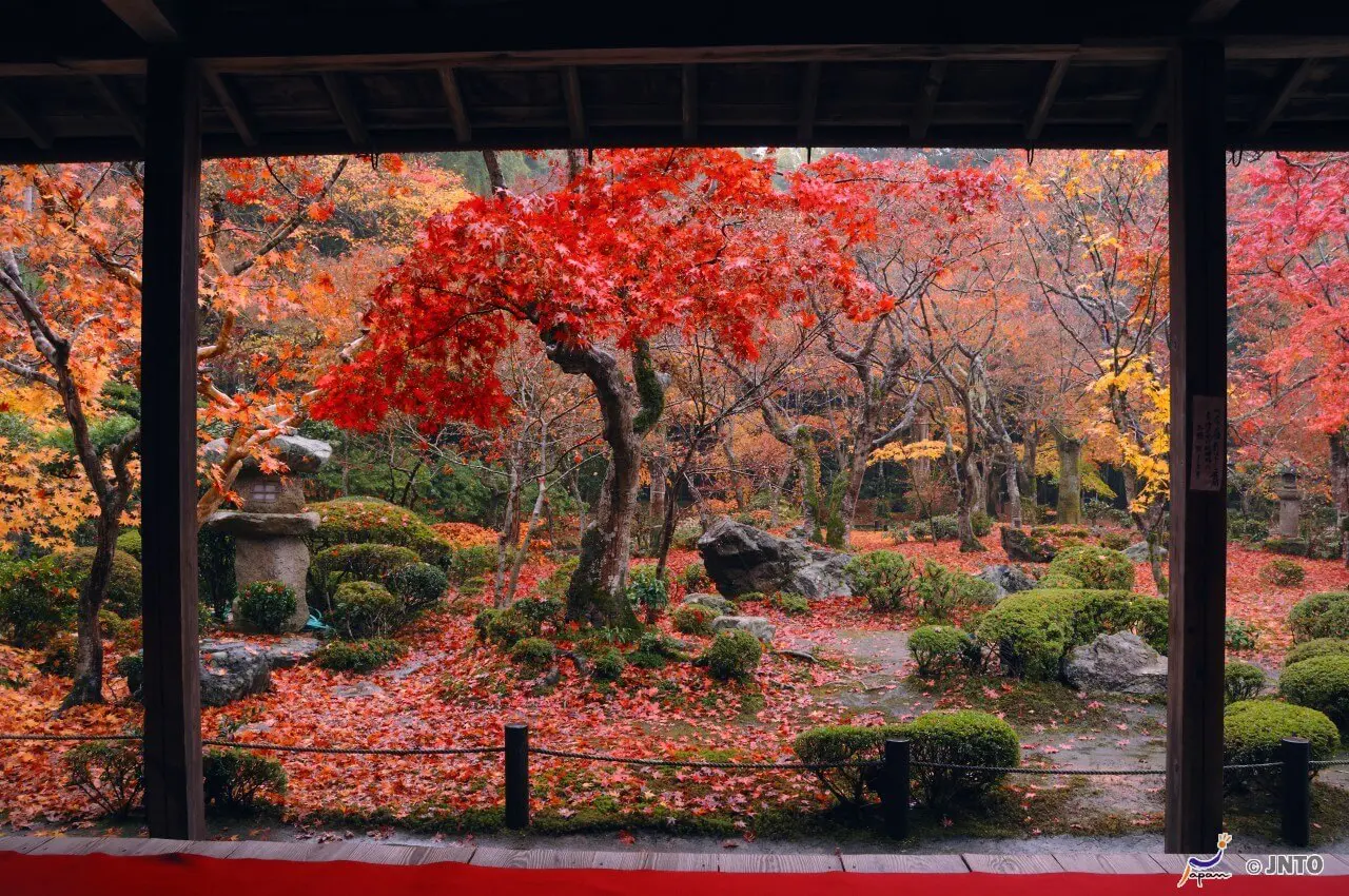 Ultimate Map of Fall Foliage Destinations in Japan : Kyoto (10) -  WAttention.com