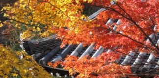 Ultimate Map of Fall Foliage Destinations in Japan : Kyoto (3) Shouji-ji Temple in Kyoto