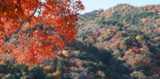 Ultimate Map of Fall Foliage Destinations in Japan : Kyoto (5) Arashi Yama in Kyoto