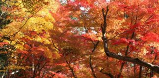 Ultimate Map of Fall Foliage Destinations in Japan : Kyoto (2) Komyo-ji (光明寺) in Nagaokakyo