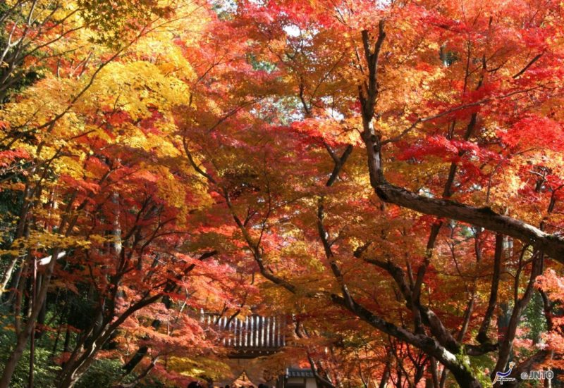 Ultimate Map of Fall Foliage Destinations in Japan : Kyoto (2 ...