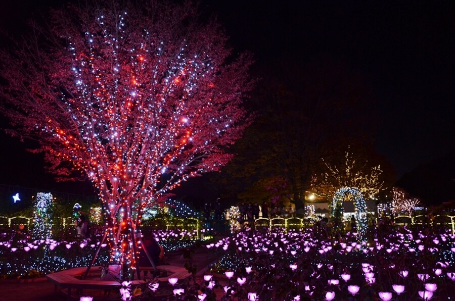 Winter Illumination at Ashikaga Flower Park in Tochigi Prefecture