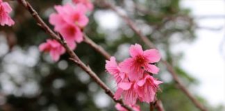 Ultimate Map of Cherry Blossom Spots in Japan : Kyushu Cherry Blossom Spots in kyushu