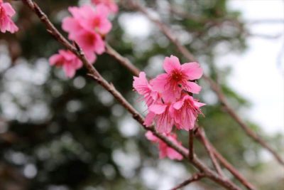 Cherry Blossom Spots in kyushu