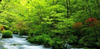 Oirase Keiryu – Aomori