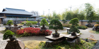 Experience Japan’s Traditional Way of Living Omiya Bonsai Art Museum