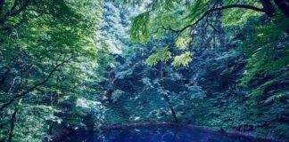 Shirakami Sanchi – Aomori, Akita Shirakami Sanchi