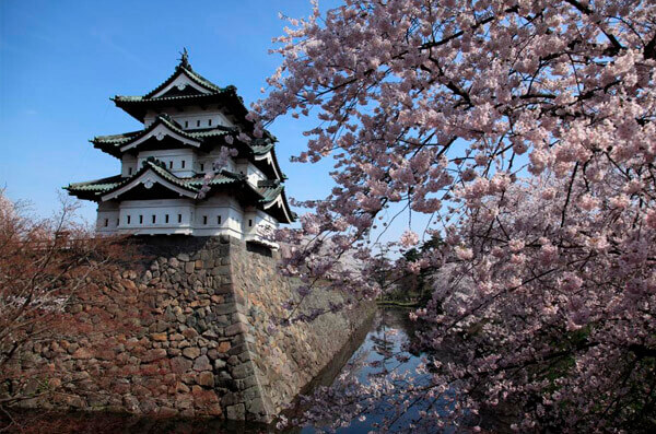 Hirosaki Castle Cherry Blossoms