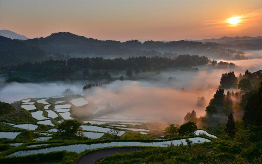 Niigata Rice Field