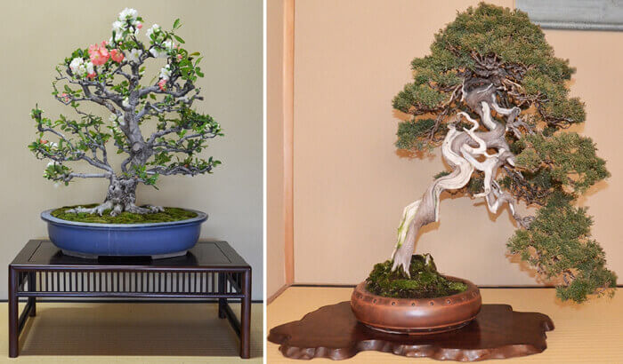 two beautiful bonsai plants