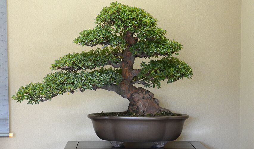 Pine tree Bonsai