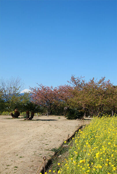 Great view of rape flowers, cherry blossoms and Mt Fuji 