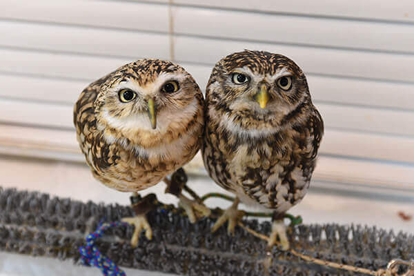 cute owls in ikebukuro owl cafe tokyo