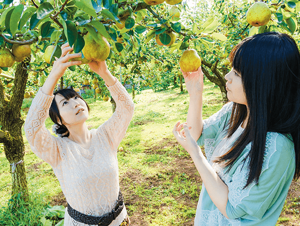 pear picking