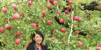 Apple Kingdom apple kingdom Aomori