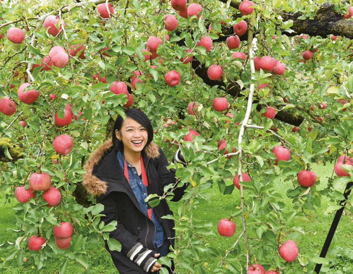 apple kingdom Aomori