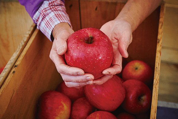 Hirosaki’s apples