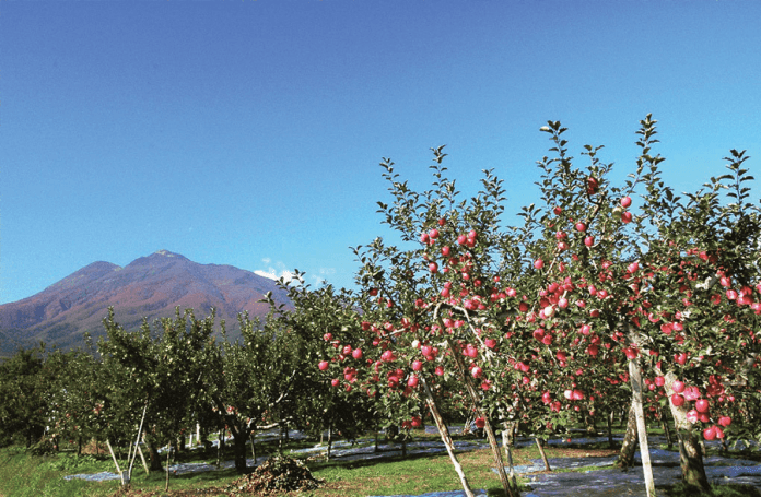 An apple orchard in front of Mount Iwaki