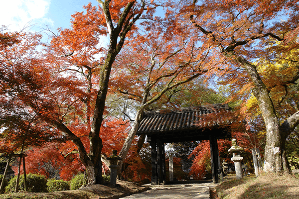 The city-castle-dAkizuki