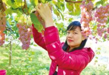 Fuefuki city: The Yamanashi Fruit Kingdom fruits picking