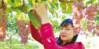 Fuefuki city: The Yamanashi Fruit Kingdom fruits picking