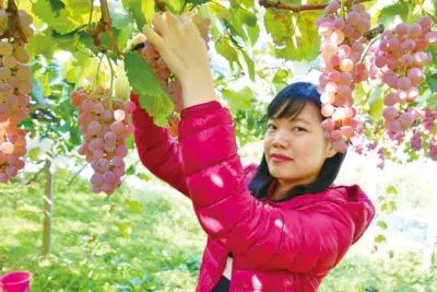 fruits picking