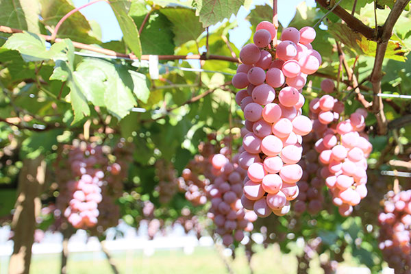 grapes