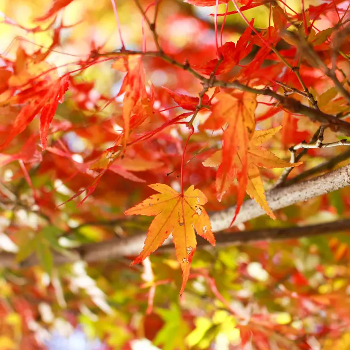 fall foliage