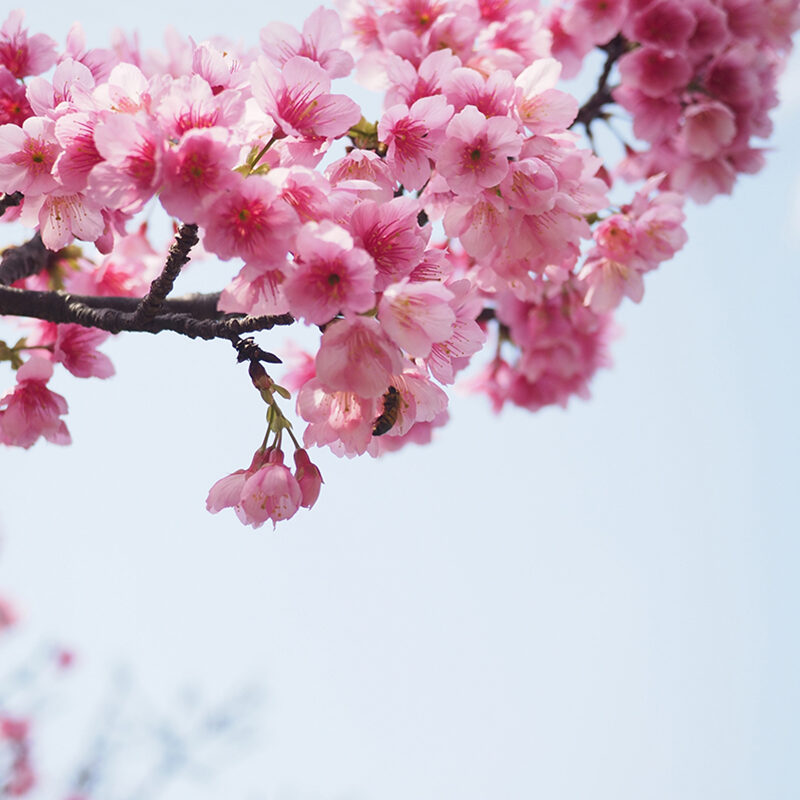Naha Cherry Blossoms Okinawa