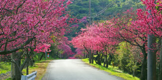 Ultimate Cherry Blossom Map in Okinawa Ultimate Cherry Blossom Map in Okinawa