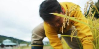 My second minshuku experience with an intense autumn workout in the rice field an intense autumn workout in the rice field