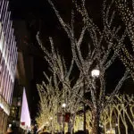 zelkova-trees-lights